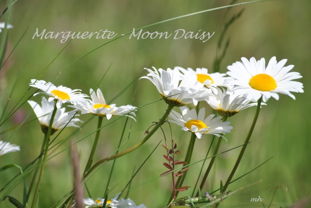 'Moon daisy' -Marguerite 2014 (8)