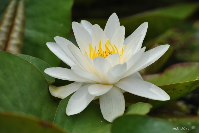 Water Lily 2014 (26)