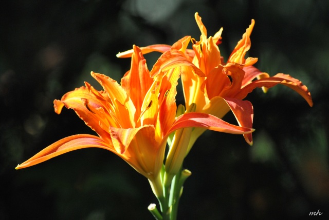 Lily 2014 (102)