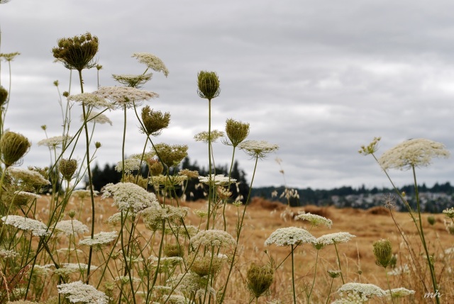 Queen Anne's lace 2014 (167)