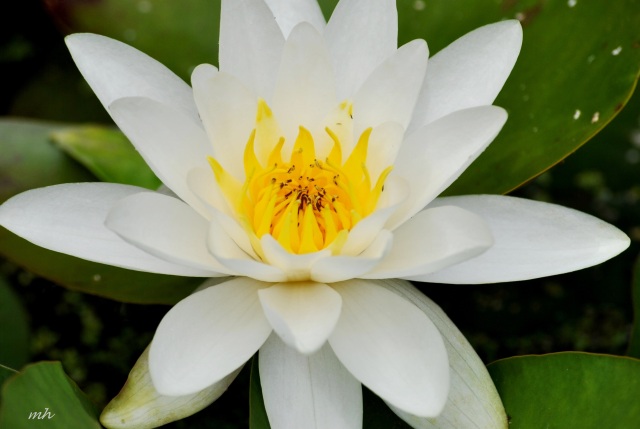 Water Lily 2014 (125)