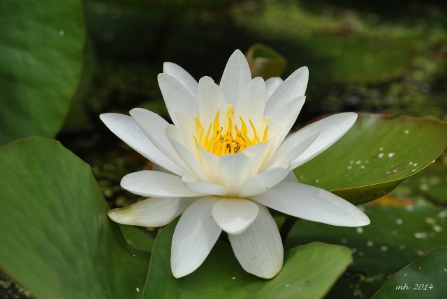 Water Lily 2014 (25)