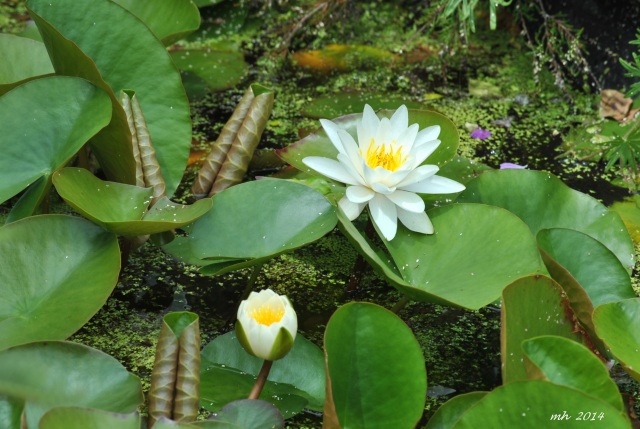 Water Lily 2014 (45)
