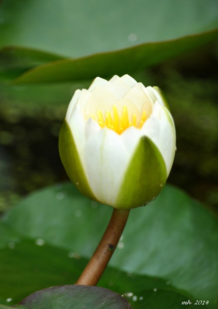 Water Lily 2014 (5)