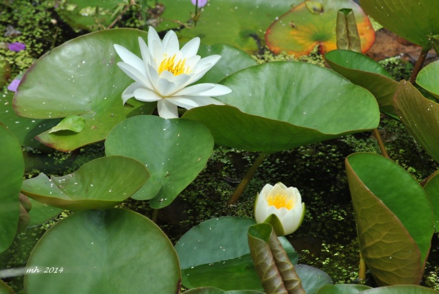 Water Lily 2014 (54)