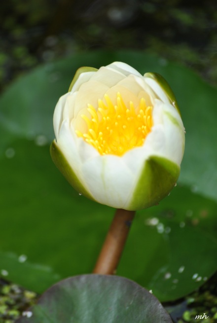 Water Lily 2014 (9)