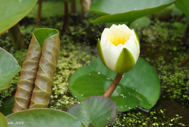 Water Lily 2014 (95)