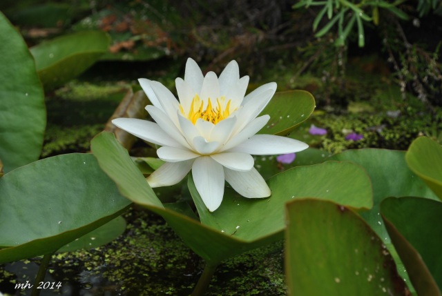Water Lily 2014 (97)