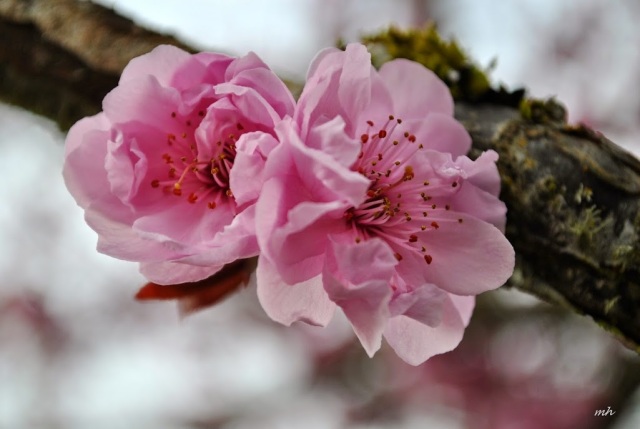 Cherry Blossoms 2013 (4)