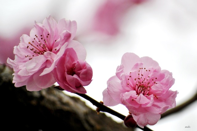 Cherry Blossoms 2015 (12)