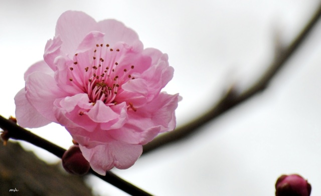 Cherry Blossoms 2015 (3)
